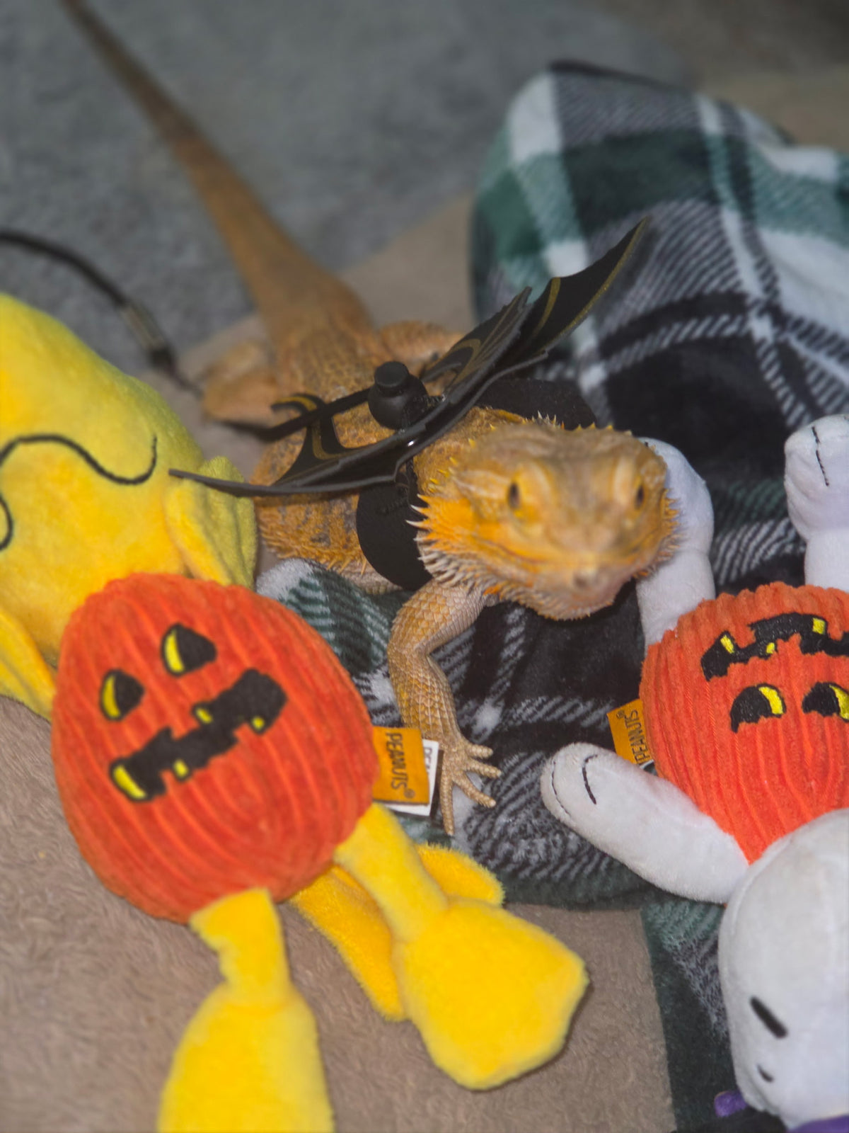 Irwin for Pet Mayor of Halloween Town!