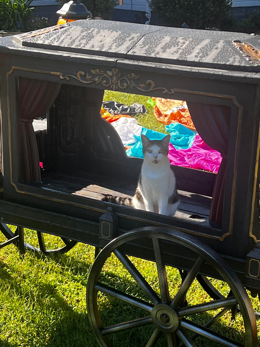 Belle for Pet Mayor of Halloween Town!