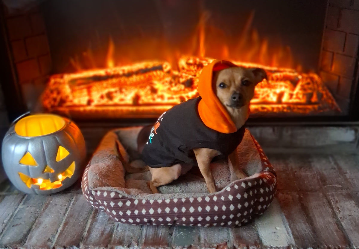 Josey for Pet Mayor of Halloween Town!