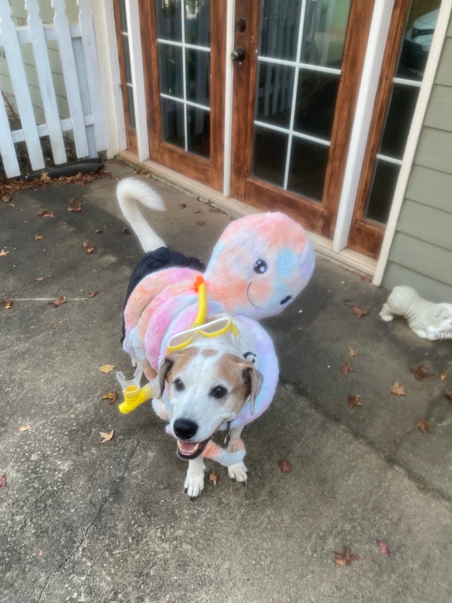 Roomba for Pet Mayor of Halloween Town!