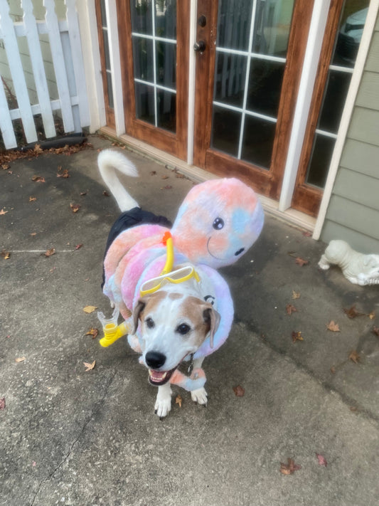 Roomba for Pet Mayor of Halloween Town!