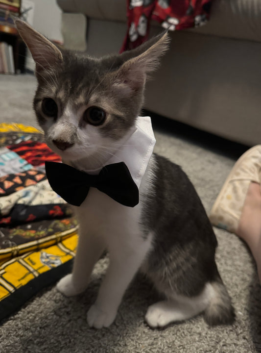 Zuko for Pet Mayor of Halloween Town!