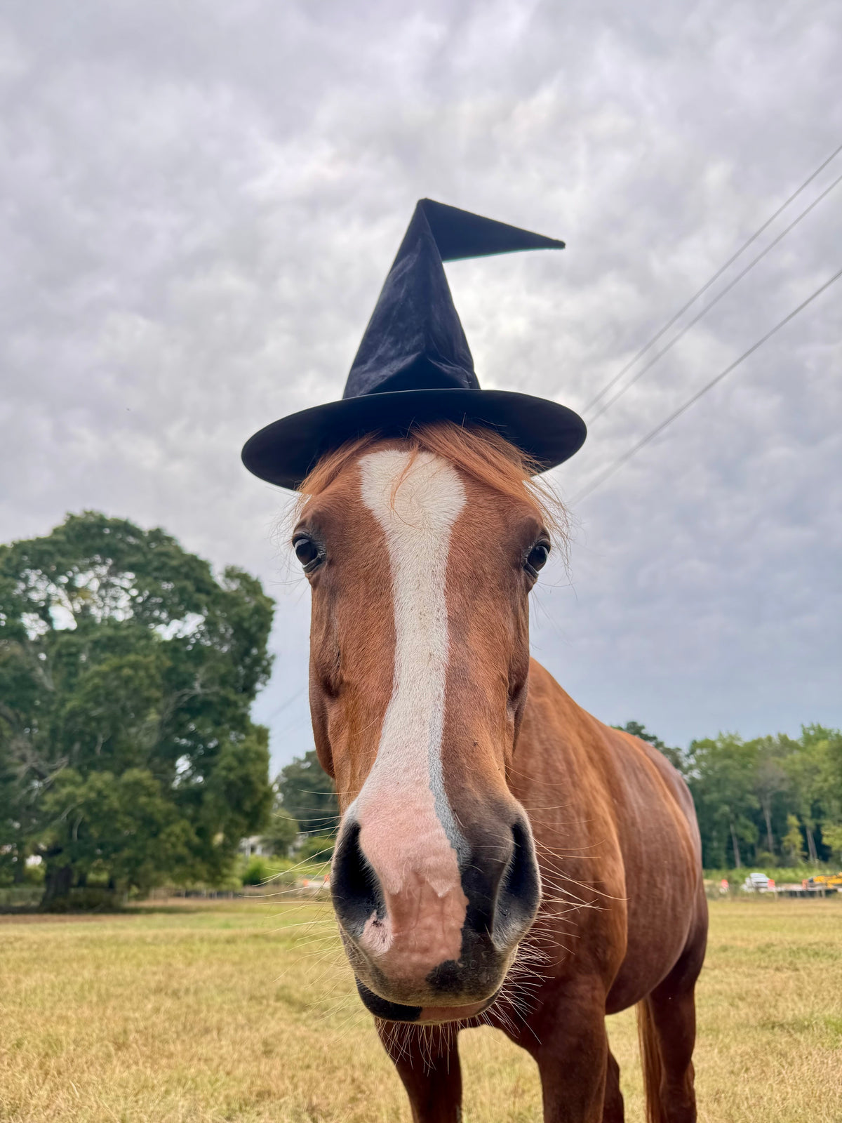 Juno for Pet Mayor of Halloween Town!