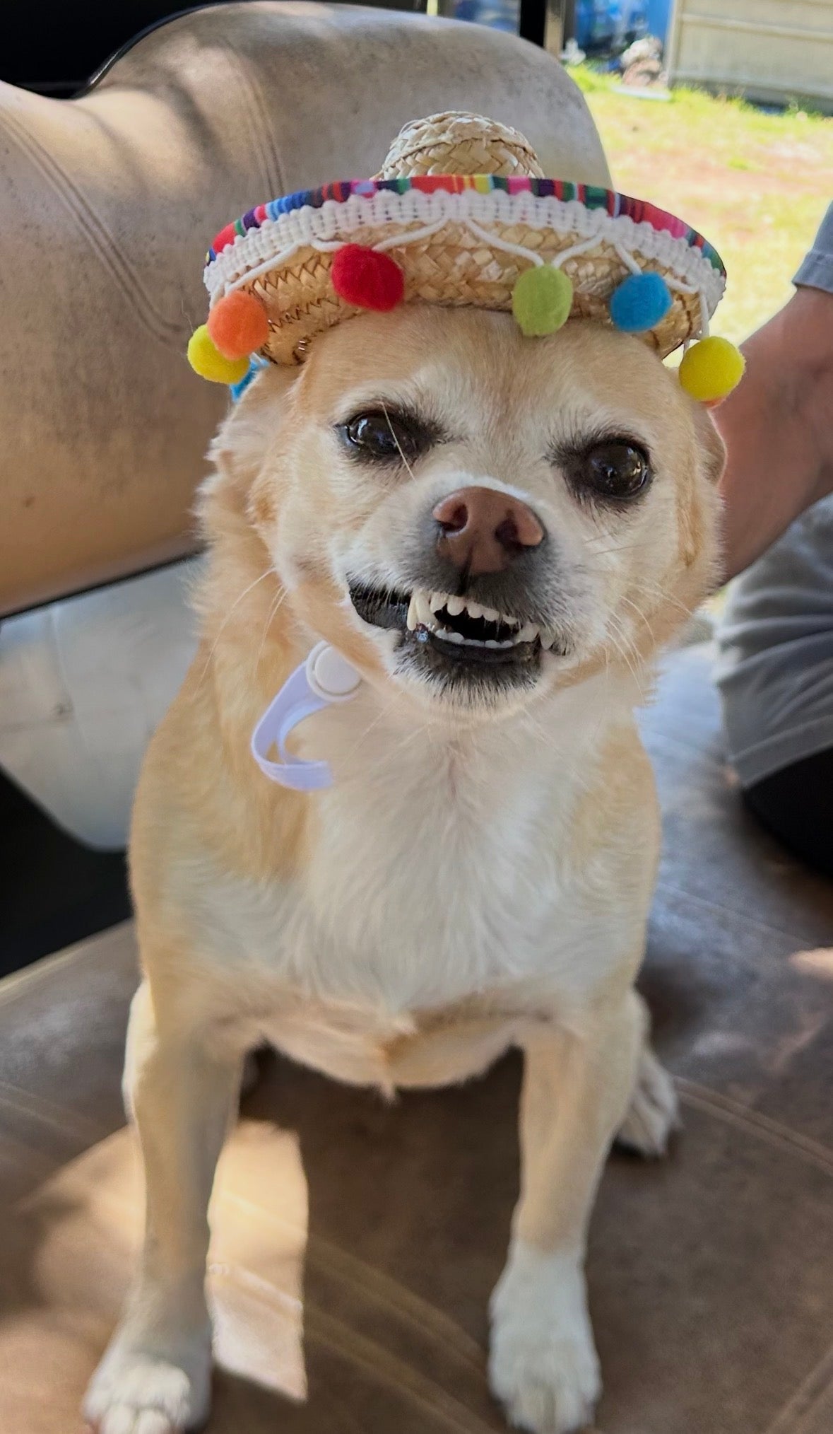 Ziggy for Pet Mayor of Halloween Town!